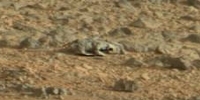 На снимке с Марса обнаружена ящерица!