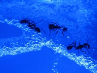 800 муравьев теперь обитают на МКС