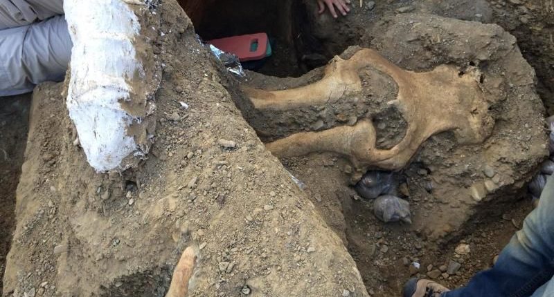 В Калифорнии обнаружили череп неизвестного существа