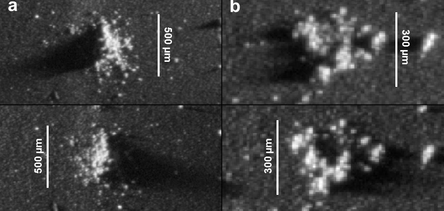 На комете Чурюмова-Герасименко обнаружили «медузу» и «морского конька»