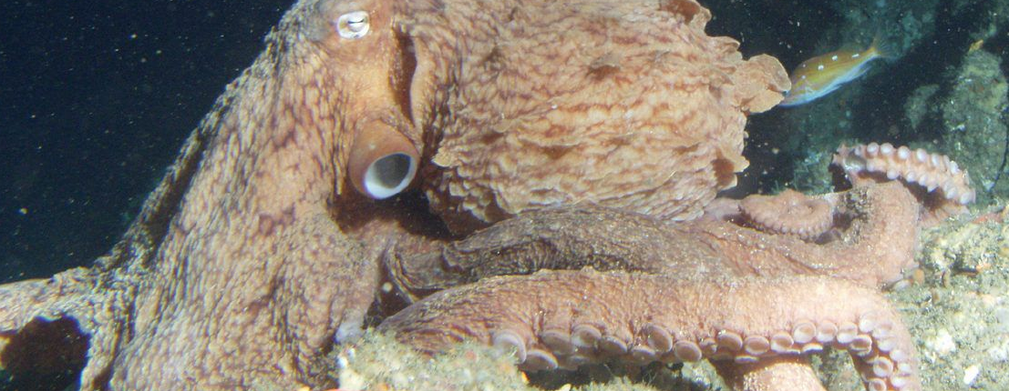 Осьминоги настолько умны, что ученые не видели новый вид прямо под носом
