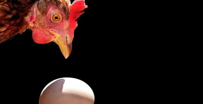 Курица или яйцо, что появилось раньше? Физики ответили на извечный вопрос