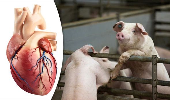 Бабуину пересадили свиное сердце