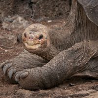 Геномы гигантских черепах объясняют гигантизм и долголетие
