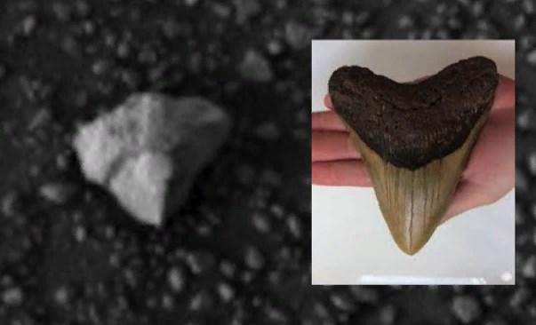 На поверхности Марса найден зуб инопланетного существа исполинского размера