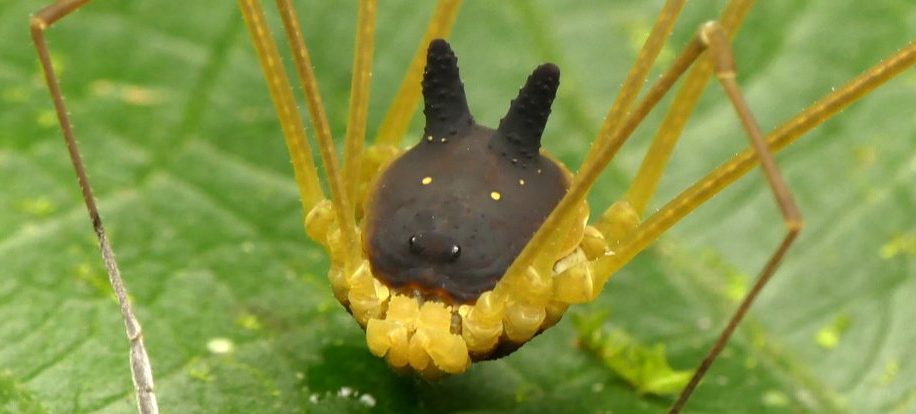 Этот причудливый паук с черной головой кролика абсолютно реален
