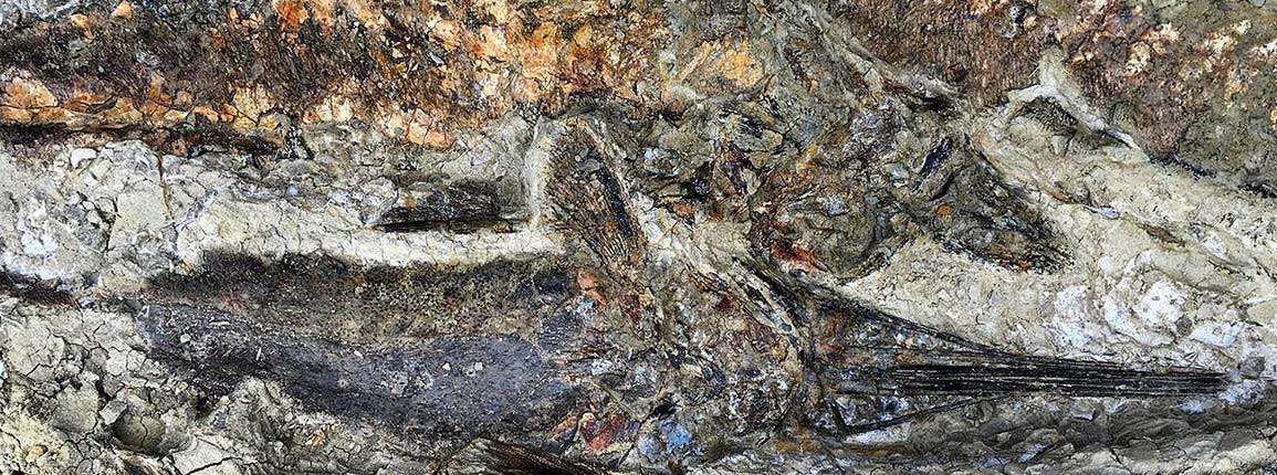 День, когда вымерли динозавры: Ученые обнаружили «ископаемое кладбище», связанное с падением астероида