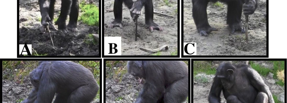 Шимпанзе научились добывать подземный корм при помощи инструментов