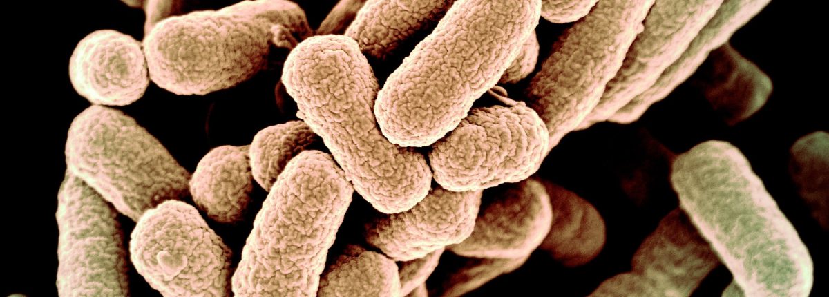 Ученые создали бактерии с синтетическим геномом. Это искусственная жизнь?