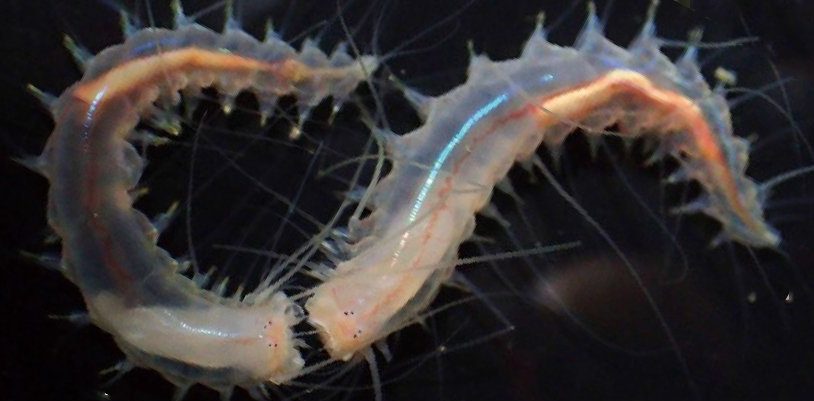 Эти крошечные, странные черви издают один из самых громких звуков, когда-либо записанных в океане