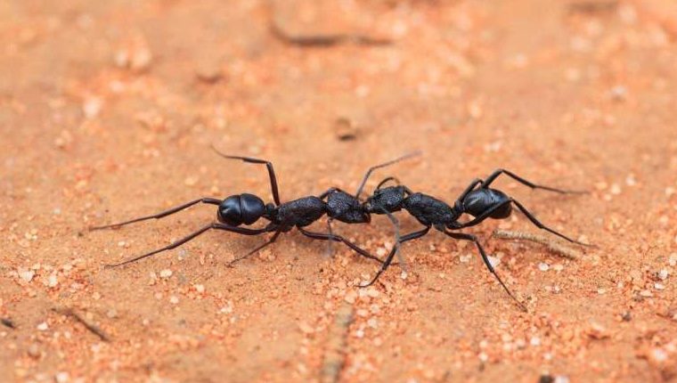 Австралийские муравьи готовятся к «Армагеддону среди насекомых»