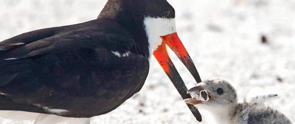 Душераздирающая фотография: птица, кормит своего птенца окурком