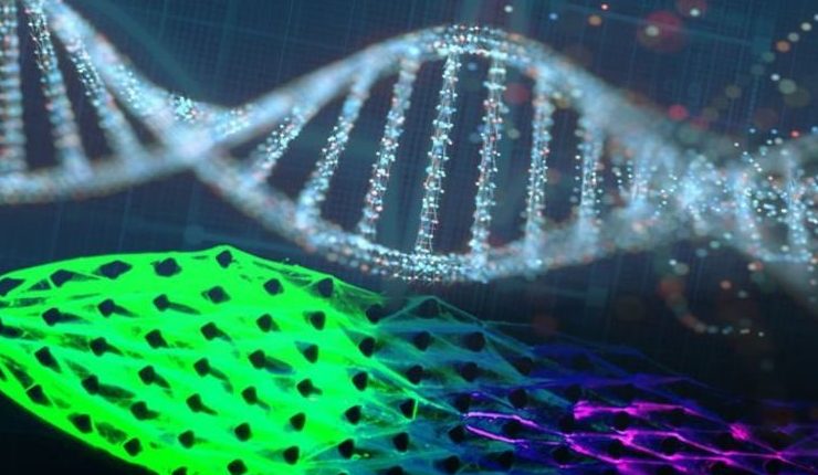 Машины, созданные на основе ДНК показывают признаки жизни — они могут есть и расти