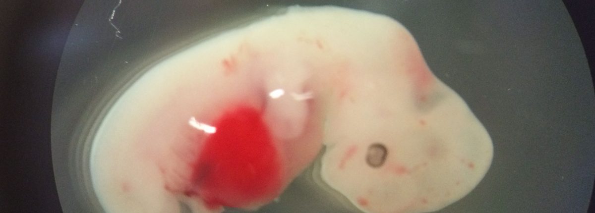 Япония одобряет новаторский эксперимент по созданию гибрида человека и животных