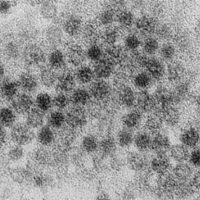 Странный вирус представляет совершенно новую систему вирусной эволюции
