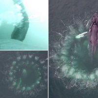 Опубликованы удивительные кадры охоты китов с помощью пузырьковых «сетей»