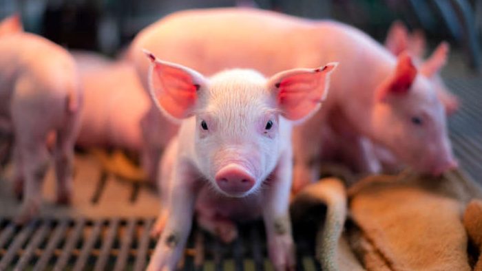 Впервые химеры свиньи и обезьяны рождены в китайской лаборатории