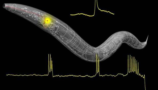 Ученые нашли механизм, увеличивающий продолжительность жизни червей на 500 процентов