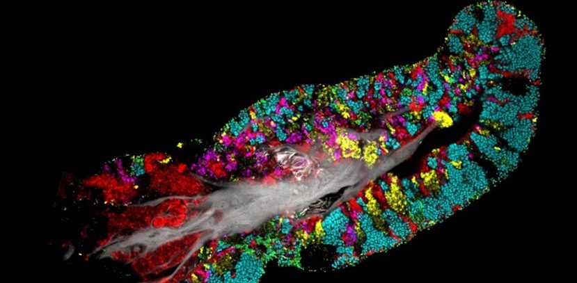 На удивительных снимках видно, как бактерии создают крошечные колонии на вашем языке