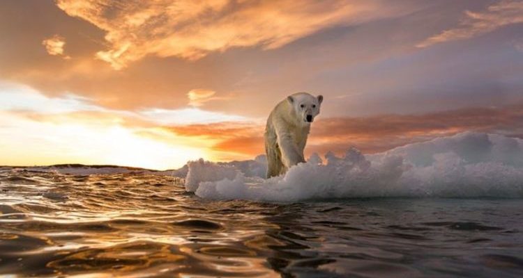 Глобальное потепление: к 2050 году лед в Северном ледовитом океане полностью растает