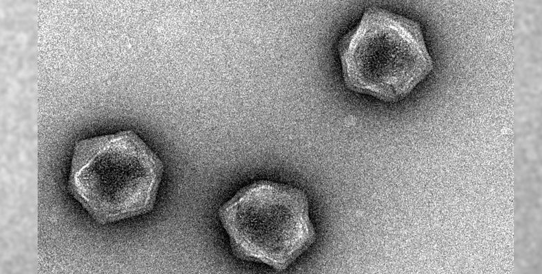 Гигантские вирусы несут генетический код, который может контролировать метаболизм живых существ