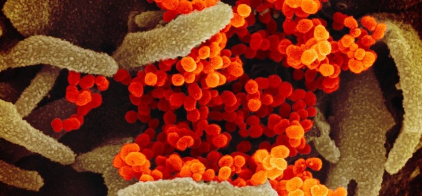 Ученые обнаружили наиболее уязвимые для коронавируса типы человеческих клеток