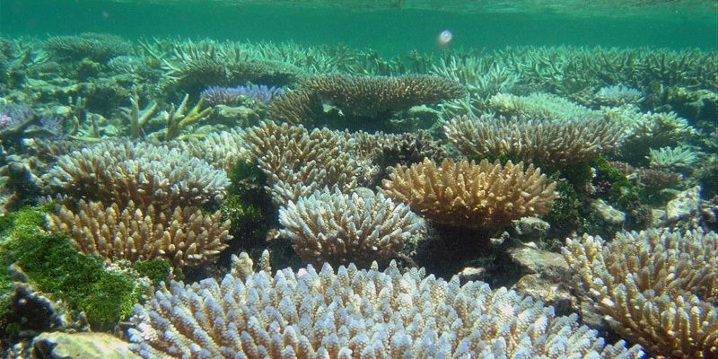 Ученые изложили подробный план по сохранению морской жизни к 2050 году
