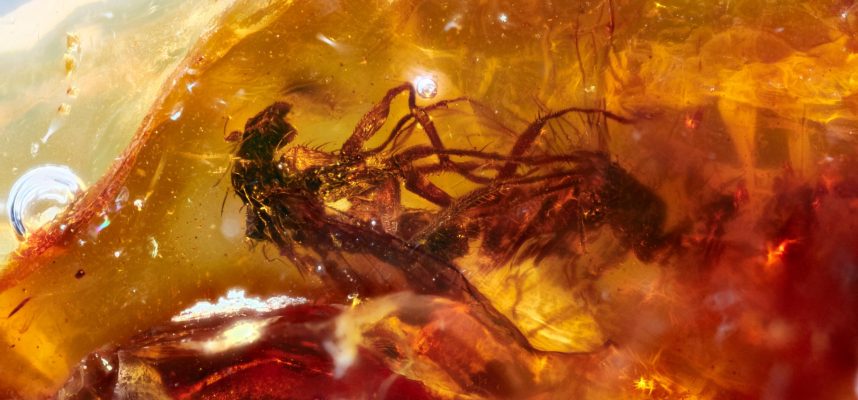 Ученые обнаружили спаривающихся мух, застывших в янтаре 40 миллионов лет назад