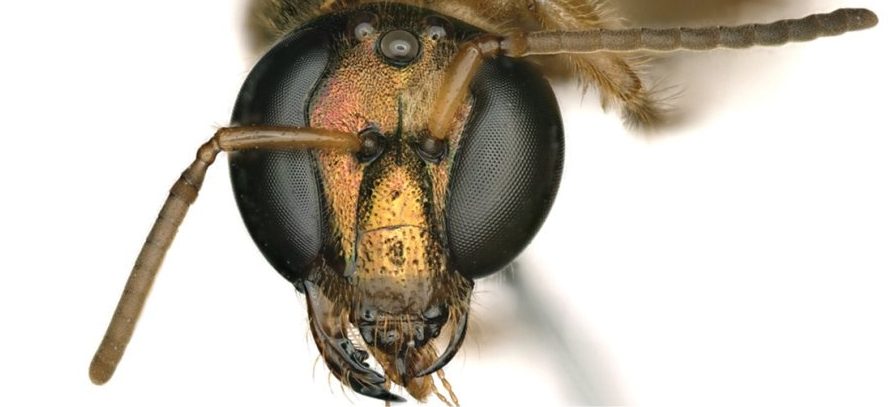 Ученые обнаружили  наполовину самца, наполовину самку пчелы