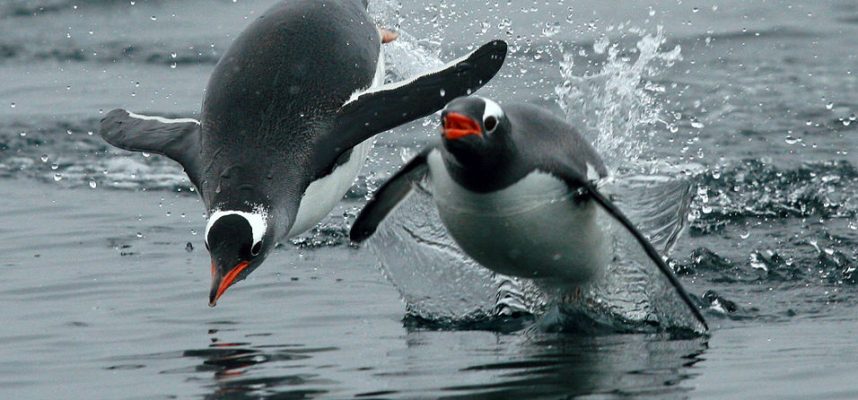 Ученые обнаружили, что пингвины на самом деле «говорят» под водой