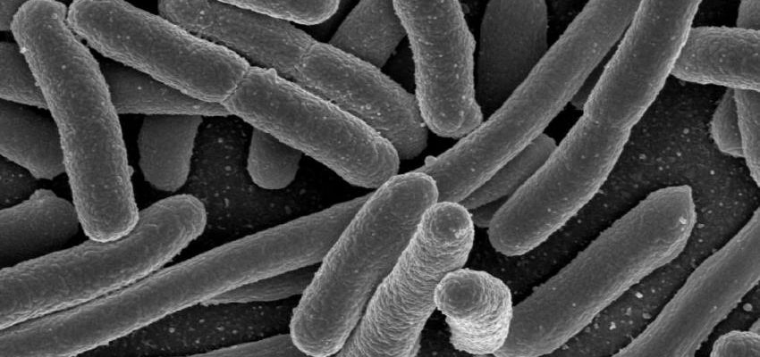 Ученые поражены: бактерии способны удалять токсичные металлы из клеток