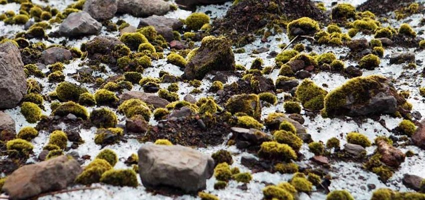 Эти милые пушистые «зеленые мыши» перемещаются через Арктику под воздействием неопределенных сил