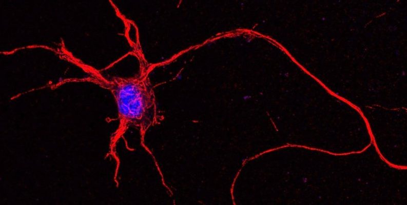 Ученые смогли записать «разговор» искусственных нейронов с биологическими нейронами