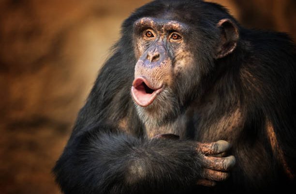 Шимпанзе чмокают губами в ритмах, странно похожих на человеческий язык