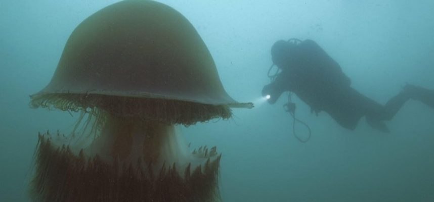 Яд гигантской медузы настолько сложен, что ученые не могут выделить его компоненты