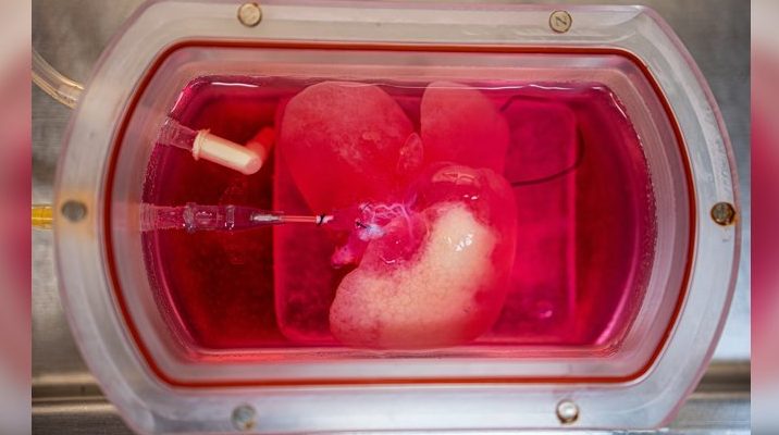 Человеческая микро-печень, выращенная в лаборатории, была успешно пересажена крысам
