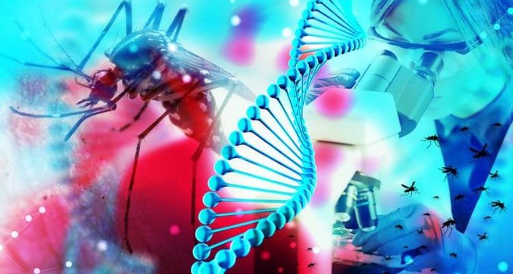 В США планируют выпустить миллиард генетически модифицированных комаров в рамках эксперимента