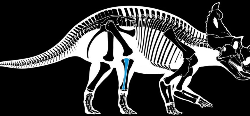 Впервые диагностирован рак кости у динозавра