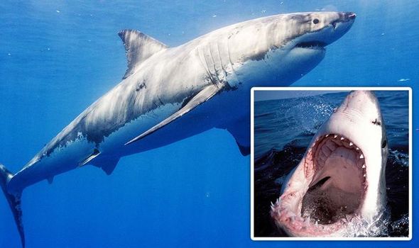 Останки невероятной акулы-монстра возрастом 91 миллион лет поразили ученых