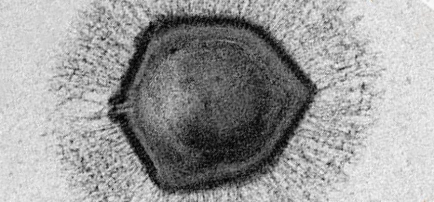 Гигантские вирусы могут объяснить загадочную эволюцию ключевой части наших клеток