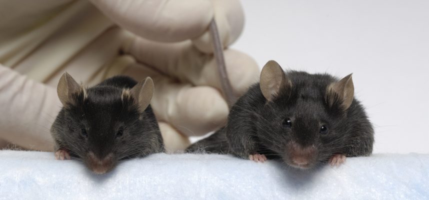 Генно-модифицированные «могучие мыши» сохранили мышечную массу в космосе
