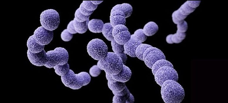 Историческая эпидемия возвращается из-за бактериального «клона»