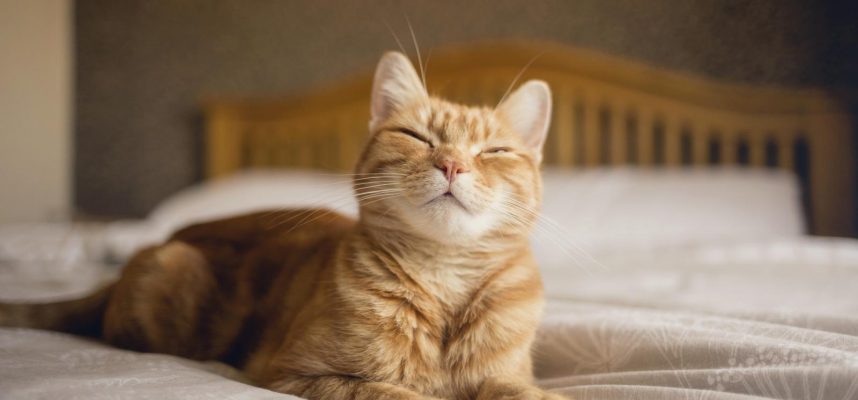 Исследование подтверждает, что «медленное моргание» действительно помогает общаться с вашей кошкой