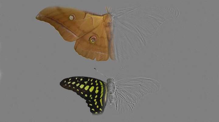 На крыльях мотылька есть редкая «метаструктура», которую ученые пытались создать в лаборатории