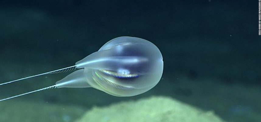 Ученые подтверждают наличие совершенно новых видов существ в океане