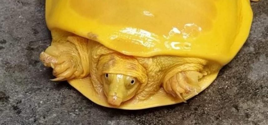 Что случилось с этой смешной желтой черепахой, найденной в Индии?