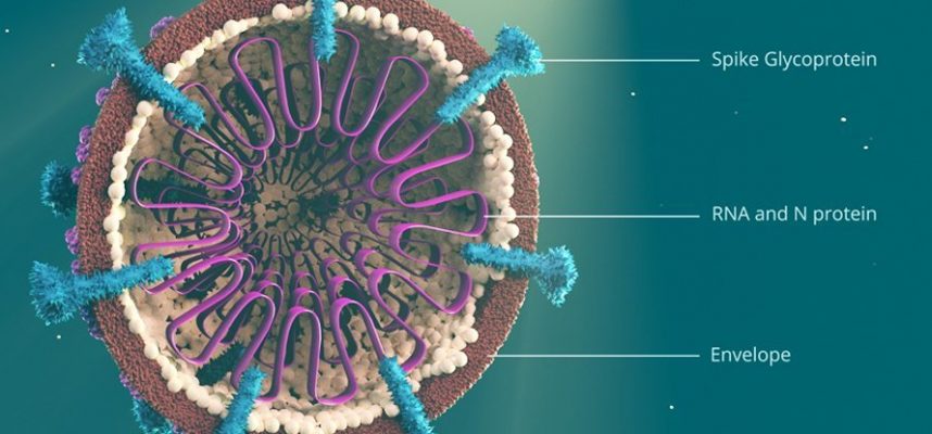 Повлияет ли новая мутация коронавируса на эффективность вакцины? Вот что нужно знать