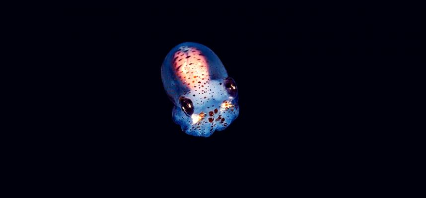 НАСА запустит в космос эмбрионы кальмара и 5000 тихоходок