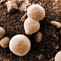 Ученые утверждают, что обнаружили грибок, растущий на Марсе