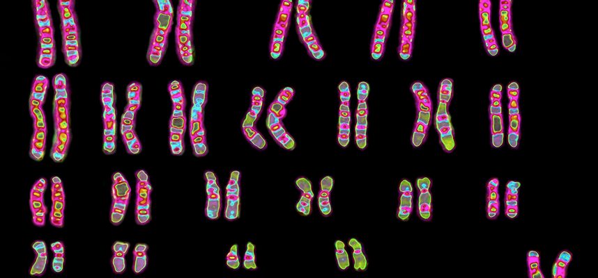 Ученые впервые измерили массу хромосомы человека
